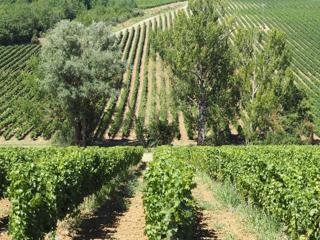 Le Mas De Doat, Gite De Charme 4 Etoiles Dans Le Triangle D Or Proche Gaillac Et Albi Senouillac 외부 사진